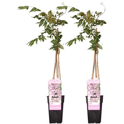 Bloomique Wisteria floribunda Rosea - Rose - 60-70 cm - plante grimpante - Publicité Bloomique Wisteria floribunda Rosea - Rose - 60-70 cm - plante grimpante - Publicité