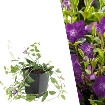 Plants by Frank - Vinca minor 'Atropurpurea' - Pourpre - Couverture du sol - Plante - Publicité Plants by Frank - Vinca minor 'Atropurpurea' - Pourpre - Couverture du sol - Plante - Publicité