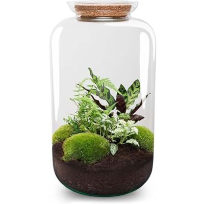Oasis of Life Flaschengarten Botanical Sven XL Kit terrarium DIY 43 cm Kit de plantes à faire soi-même avec couvercle en liège Écosystème autonome Comprend Calathea, Fittonia et mousse - Publicité Oasis of Life Flaschengarten Botanical Sven XL Kit terrarium DIY 43 cm Kit de plantes à faire soi-même avec couvercle en liège Écosystème autonome Comprend Calathea, Fittonia et mousse - Publicité