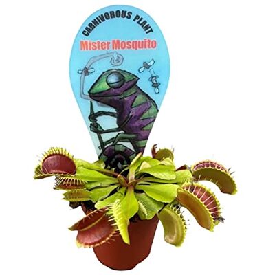 ZYNESFLORA Mini Dionaea Vénus Attrape-mouche en pot Ø 6 cm Plante carnivore Hauteur : 5-8 cm Plante d'intérieur et d'extérieur Plante de marais - Publicité ZYNESFLORA Mini Dionaea Vénus Attrape-mouche en pot Ø 6 cm Plante carnivore Hauteur : 5-8 cm Plante d'intérieur et d'extérieur Plante de marais - Publicité
