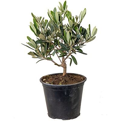 Bloomique - Olea europaea - Olive tree - 14 cm pot - Plante - Publicité Bloomique - Olea europaea - Olive tree - 14 cm pot - Plante - Publicité
