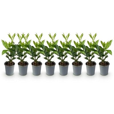 Green BoutiQ GreenboutiQ Plantes de haie Prunus laurocerasus Caucasica feuillage vert 8 plantes 1 mètre linéaire persistant pot de 9cm hauteur 30-35cm - Publicité Green BoutiQ GreenboutiQ Plantes de haie Prunus laurocerasus Caucasica feuillage vert 8 plantes 1 mètre linéaire persistant pot de 9cm hauteur 30-35cm - Publicité