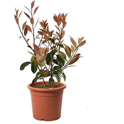 Kentis Photinia × Fraseri Red Robin Plantes de Haie Sempervirentes Vraies Plantes d'Extérieur Résistantes H 40-50 cm Pot de Culture Ø 18 cm - Publicité Kentis Photinia × Fraseri Red Robin Plantes de Haie Sempervirentes Vraies Plantes d'Extérieur Résistantes H 40-50 cm Pot de Culture Ø 18 cm - Publicité