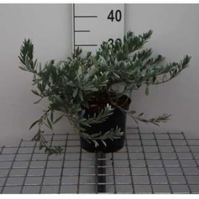 GRDplanten Convolvulus cneorum Liseron Argenté 25-30 cm en pot - Publicité GRDplanten Convolvulus cneorum Liseron Argenté 25-30 cm en pot - Publicité