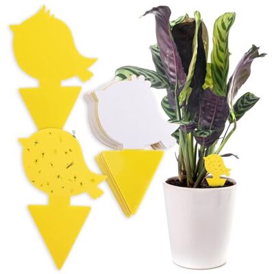 Chillife Kit de 30 Pièges Jaunes à Insectes I Anti moucherons Intérieur et sciarides, Designs différents I Plaquettes Jaunes Autocollantes, Attrape Mouche - Publicité Chillife Kit de 30 Pièges Jaunes à Insectes I Anti moucherons Intérieur et sciarides, Designs différents I Plaquettes Jaunes Autocollantes, Attrape Mouche - Publicité