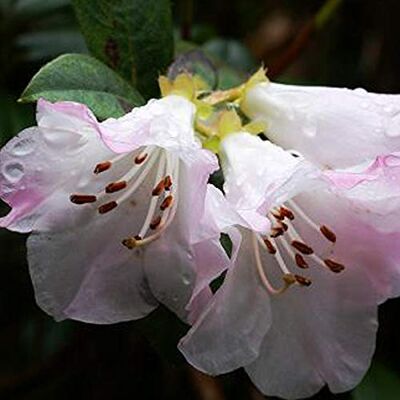 Arborix, plus vert - moins cher Rhododendron 'Cilpinense' 20-30 cm en conteneur - Publicité Arborix, plus vert - moins cher Rhododendron 'Cilpinense' 20-30 cm en conteneur - Publicité