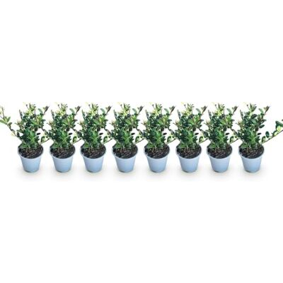 Green BoutiQ GreenboutiQ Plantes de haie Ilex crenata Caroline Upright Feuillage Vert 8 Plantes 1 Mètre Linéaire Persistant Pot de 9cm Hauteur 25-30cm - Publicité Green BoutiQ GreenboutiQ Plantes de haie Ilex crenata Caroline Upright Feuillage Vert 8 Plantes 1 Mètre Linéaire Persistant Pot de 9cm Hauteur 25-30cm - Publicité