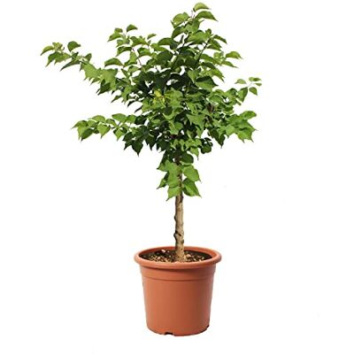 KENTIS - Albero di Albicocco Nano - Tree - Publicité KENTIS - Albero di Albicocco Nano - Tree - Publicité