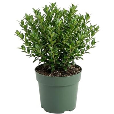 Bloomique Ilex Crenata Jenny Houx japonais Plante rustique Plante balcon Hauteur 10-20 cm Pot 10 cm - Publicité Bloomique Ilex Crenata Jenny Houx japonais Plante rustique Plante balcon Hauteur 10-20 cm Pot 10 cm - Publicité