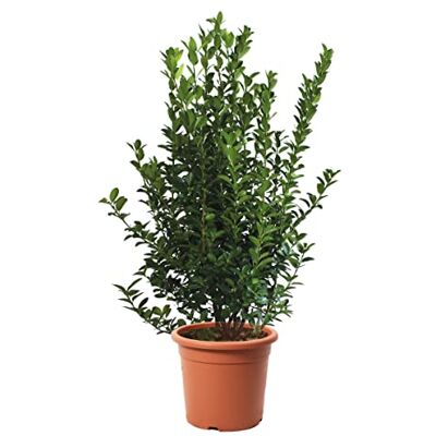 Kentis Euonymus Japonicus Evonyme japonais Plantes de haie d'extérieur Vraies Plantes Vertes Naturelles de Jardin Résistantes H 100-125 cm Pot Ø 30 cm - Publicité Kentis Euonymus Japonicus Evonyme japonais Plantes de haie d'extérieur Vraies Plantes Vertes Naturelles de Jardin Résistantes H 100-125 cm Pot Ø 30 cm - Publicité