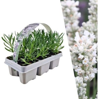 Plants by Frank - Lavendel angustifolia white - 6 plantes - diamètre 7 cm, 15 cm de haut - Plant - Publicité Plants by Frank - Lavendel angustifolia white - 6 plantes - diamètre 7 cm, 15 cm de haut - Plant - Publicité