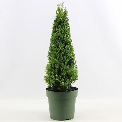 GardenersDream Ilex Pyramide Jenny – Plante de haie persistante rustique et facile d’entretien – Arbuste toute l’année pour bordures et topiaires - Publicité GardenersDream Ilex Pyramide Jenny – Plante de haie persistante rustique et facile d’entretien – Arbuste toute l’année pour bordures et topiaires - Publicité
