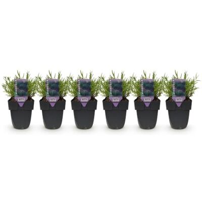 Green BoutiQ GreenboutiQ Plantes de haie Lavandula angustifolia Hidcote feuillage gris 6 plantes 1 mètre linéaire persistant pot 17cm hauteur 30cm - Publicité Green BoutiQ GreenboutiQ Plantes de haie Lavandula angustifolia Hidcote feuillage gris 6 plantes 1 mètre linéaire persistant pot 17cm hauteur 30cm - Publicité