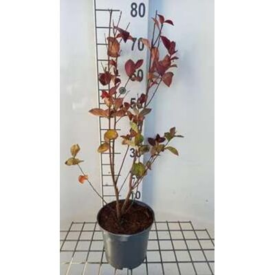 GRDplanten Lagerstroemia ind. 'Rhapsody In Pink' Lilas des indes 40-50 cm en pot - Publicité GRDplanten Lagerstroemia ind. 'Rhapsody In Pink' Lilas des indes 40-50 cm en pot - Publicité
