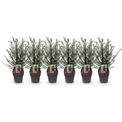 Green BoutiQ GreenboutiQ Plantes de haie Taxus baccata feuillage vert 6 plantes 1 mètre linéaire persistant pot de 17 cm hauteur 60 cm - Publicité Green BoutiQ GreenboutiQ Plantes de haie Taxus baccata feuillage vert 6 plantes 1 mètre linéaire persistant pot de 17 cm hauteur 60 cm - Publicité