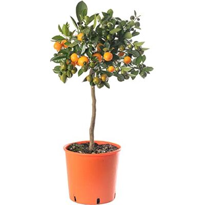 GardenersDream Grand arbre d'agrumes orange. Faites pousser vos propres fruits à la maison, à l'intérieur ou à l'extérieur du jardin. Publicité GardenersDream Grand arbre d'agrumes orange. Faites pousser vos propres fruits à la maison, à l'intérieur ou à l'extérieur du jardin. Publicité