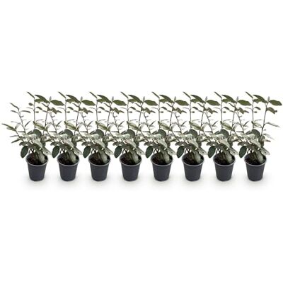 Green BoutiQ GreenboutiQ Plantes de haie Eleagnus ebbingei Compacta Feuillage Gris 8 Plantes 1 Mètre Linéaire Persistant Pot de 9cm Hauteur 30-35cm - Publicité Green BoutiQ GreenboutiQ Plantes de haie Eleagnus ebbingei Compacta Feuillage Gris 8 Plantes 1 Mètre Linéaire Persistant Pot de 9cm Hauteur 30-35cm - Publicité
