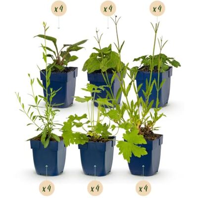 Green BoutiQ GreenboutiQ Kit de plantes vivaces Attire les Abeilles et les Papillons 24 Plantes Vivaces Pour 3 m2 Couleurs Variées Peu d'Entretien Pot 11cm - Publicité Green BoutiQ GreenboutiQ Kit de plantes vivaces Attire les Abeilles et les Papillons 24 Plantes Vivaces Pour 3 m2 Couleurs Variées Peu d'Entretien Pot 11cm - Publicité