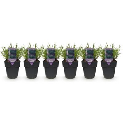 Green BoutiQ GreenboutiQ Plantes de haie Lavandula angustifolia Hidcote feuillage gris 6 plantes 1 mètre linéaire persistant pot 17cm hauteur 30cm - Publicité Green BoutiQ GreenboutiQ Plantes de haie Lavandula angustifolia Hidcote feuillage gris 6 plantes 1 mètre linéaire persistant pot 17cm hauteur 30cm - Publicité