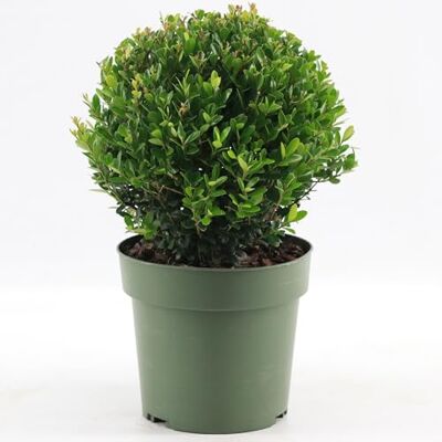 GardenersDream Ilex Boule Jenny – Plante de Haie Persistante, Robuste et Facile d’Entretien – Arbuste Toute l’Année pour Bordures et Topiaires - Publicité GardenersDream Ilex Boule Jenny – Plante de Haie Persistante, Robuste et Facile d’Entretien – Arbuste Toute l’Année pour Bordures et Topiaires - Publicité