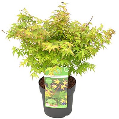 Bloomique - Acer palmatum 'Little Princess' - 40-50 cm - Plante - Publicité Bloomique - Acer palmatum 'Little Princess' - 40-50 cm - Plante - Publicité