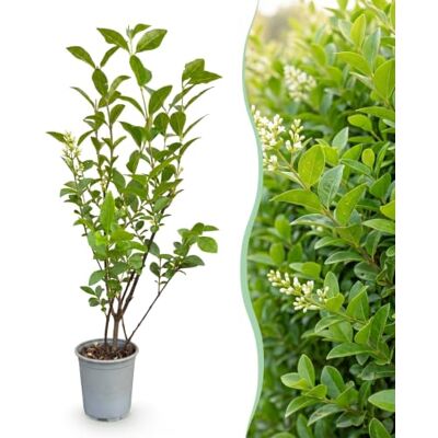 Green BoutiQ GreenboutiQ Plantes de haie Ligustrum ovalifolium feuillage vert 8 plantes 1 mètre linéaire persistant pot 9cm hauteur 35-40cm - Publicité Green BoutiQ GreenboutiQ Plantes de haie Ligustrum ovalifolium feuillage vert 8 plantes 1 mètre linéaire persistant pot 9cm hauteur 35-40cm - Publicité