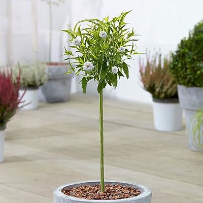 GardenersDream Prunus White Peacher, arbre ornemental à feuillage persistant, idéal pour le jardin, le balcon ou la terrasse. Rustique, il mesure 70 à 80 cm de haut (pot inclus). Publicité GardenersDream Prunus White Peacher, arbre ornemental à feuillage persistant, idéal pour le jardin, le balcon ou la terrasse. Rustique, il mesure 70 à 80 cm de haut (pot inclus). Publicité