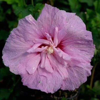 FLEUR NV Hibiscus de Syrie Lavendel Chiffon Hibiscus Syriacus Lavendel Chiffon 40/60 cm Pot 3l Plante Hauteur 40/60 cm - Publicité FLEUR NV Hibiscus de Syrie Lavendel Chiffon Hibiscus Syriacus Lavendel Chiffon 40/60 cm Pot 3l Plante Hauteur 40/60 cm - Publicité
