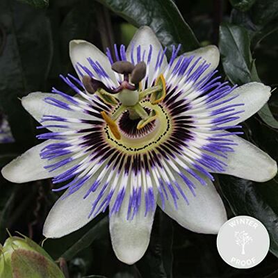 Bloomique - Passiflora caerulea - Plante grimpante - Publicité Bloomique - Passiflora caerulea - Plante grimpante - Publicité