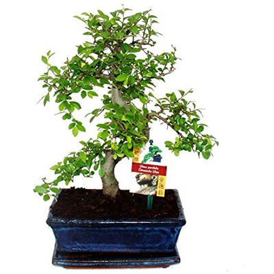 Unknown - Ulmus parviflora - 8 ans - 28 cm - bonsai - Publicité Unknown - Ulmus parviflora - 8 ans - 28 cm - bonsai - Publicité