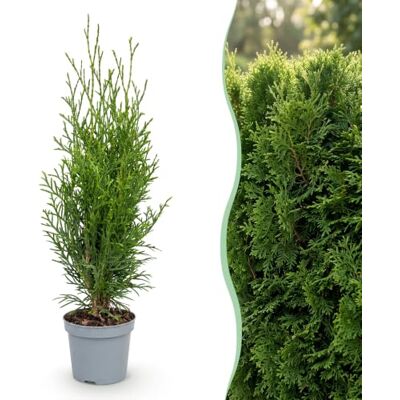 Green BoutiQ GreenboutiQ Plantes de haie Thuja occidentalis Smaragd feuillage vert 8 plantes 1 mètre linéaire toujours vert pot 9cm hauteur 25cm - Publicité Green BoutiQ GreenboutiQ Plantes de haie Thuja occidentalis Smaragd feuillage vert 8 plantes 1 mètre linéaire toujours vert pot 9cm hauteur 25cm - Publicité