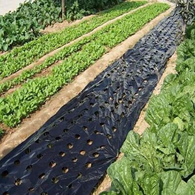 Peosaard Barrière Contre Les Mauvaises Herbes de Jardin, Film de paillis en Plastique à 5 Trous pour Film végétal agricole, Plastique PE perforé pour Plante Jardin, Membrane paillis Intense 3 x 33 - Publicité Peosaard Barrière Contre Les Mauvaises Herbes de Jardin, Film de paillis en Plastique à 5 Trous pour Film végétal agricole, Plastique PE perforé pour Plante Jardin, Membrane paillis Intense 3 x 33 - Publicité