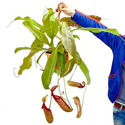 exotenherz Nepenthes maxima Plante de sapin géante Ampel - Publicité exotenherz Nepenthes maxima Plante de sapin géante Ampel - Publicité