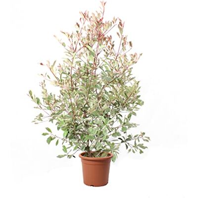 Kentis Photinia × Fraseri 'Pink Marble' Plante de Photinia Vraies Plantes d'Extérieur Résistantes Plante de Haie H 125-150 cm Pot Ø 30 cm - Publicité Kentis Photinia × Fraseri 'Pink Marble' Plante de Photinia Vraies Plantes d'Extérieur Résistantes Plante de Haie H 125-150 cm Pot Ø 30 cm - Publicité