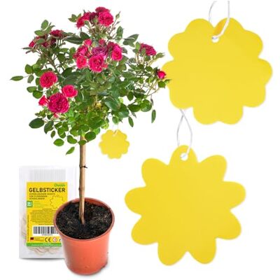 Chillife Set de 20 Pièges Jaunes à Insectes I Anti moucherons Intérieur et sciarides, Designs différents I Plaquettes Jaunes Autocollantes, Attrape Mouche - Publicité Chillife Set de 20 Pièges Jaunes à Insectes I Anti moucherons Intérieur et sciarides, Designs différents I Plaquettes Jaunes Autocollantes, Attrape Mouche - Publicité