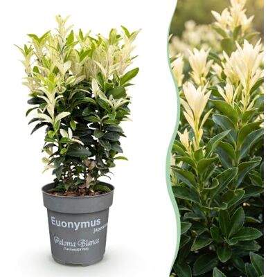 Green BoutiQ 16x Euonymus japonica Paloma Blanca Fusain Plantes de haie Persistant Vert Blanc Pot 9cm Hauteur 20-30cm - Publicité Green BoutiQ 16x Euonymus japonica Paloma Blanca Fusain Plantes de haie Persistant Vert Blanc Pot 9cm Hauteur 20-30cm - Publicité