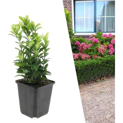 Plants by Frank Euonymus Japonicus Green Spire, 6 plantes, Ø 9 cm Fusain du Japon vert, Plantes de Haie, Alternative au buis rustique, Haie persistante, Pot 15 cm, Hauteur : 15 cm - Publicité Plants by Frank Euonymus Japonicus Green Spire, 6 plantes, Ø 9 cm Fusain du Japon vert, Plantes de Haie, Alternative au buis rustique, Haie persistante, Pot 15 cm, Hauteur : 15 cm - Publicité