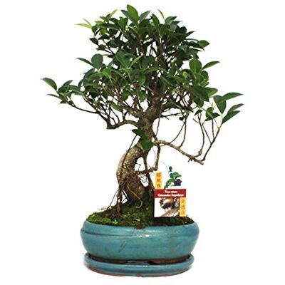 Exotenherz - Ficus retusa - 28 cm - Pot 18x12 cm - Bonsai - Publicité Exotenherz - Ficus retusa - 28 cm - Pot 18x12 cm - Bonsai - Publicité