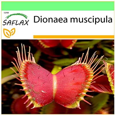 SAFLAX Dionée attrape-mouche 10 graines Dionaea muscipula - Publicité SAFLAX Dionée attrape-mouche 10 graines Dionaea muscipula - Publicité