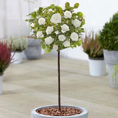 GardenersDream Plantes de roses colorées Standard en pots pour le jardin extérieur. Publicité GardenersDream Plantes de roses colorées Standard en pots pour le jardin extérieur. Publicité