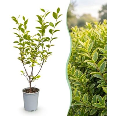 Green BoutiQ GreenboutiQ Plantes de haie Ligustrum ovalifolium Aureum feuilles jaune vert 8 plantes 1 mètre linéaire persistant pot de 9 cm hauteur 35-40 cm - Publicité Green BoutiQ GreenboutiQ Plantes de haie Ligustrum ovalifolium Aureum feuilles jaune vert 8 plantes 1 mètre linéaire persistant pot de 9 cm hauteur 35-40 cm - Publicité