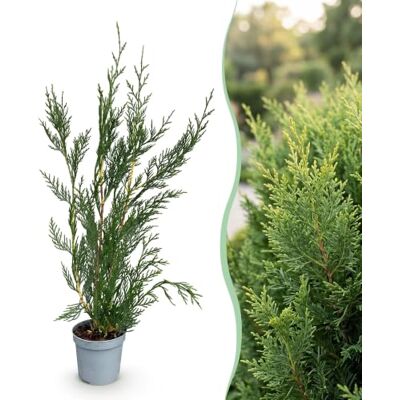 Green BoutiQ 24x Cupressocyparis leylandii 2011 Leylandii Plantes de haie Persistant Vert Pot 9cm Hauteur 30-40cm - Publicité Green BoutiQ 24x Cupressocyparis leylandii 2011 Leylandii Plantes de haie Persistant Vert Pot 9cm Hauteur 30-40cm - Publicité