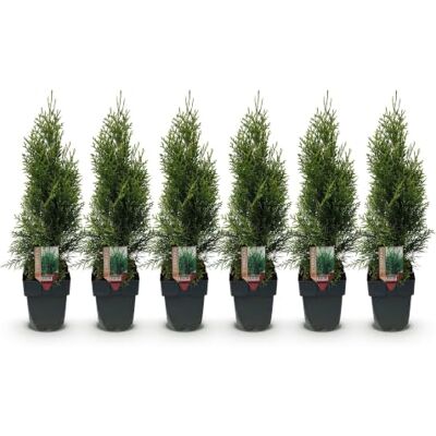 Green BoutiQ GreenboutiQ Plantes de haie Thuja occidentalis Smaragd feuillage vert 6 plantes 1 mètre linéaire persistant pot de 17 cm hauteur 60 cm - Publicité Green BoutiQ GreenboutiQ Plantes de haie Thuja occidentalis Smaragd feuillage vert 6 plantes 1 mètre linéaire persistant pot de 17 cm hauteur 60 cm - Publicité