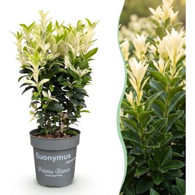 Green BoutiQ GreenboutiQ Plantes de haie Euonymus japonica Paloma Blanca Feuilles Vertes et Blanches 8 Plantes 1 Mètre Linéaire Persistant Pot de 9 cm Hauteur 30cm - Publicité Green BoutiQ GreenboutiQ Plantes de haie Euonymus japonica Paloma Blanca Feuilles Vertes et Blanches 8 Plantes 1 Mètre Linéaire Persistant Pot de 9 cm Hauteur 30cm - Publicité
