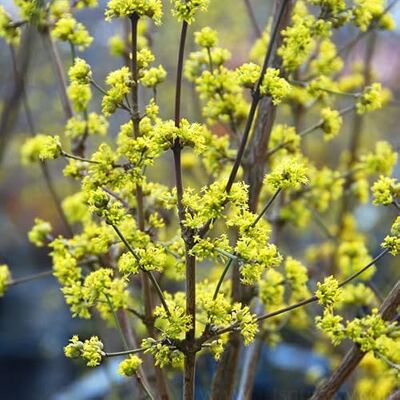 Cornouiller mâle – Cornus mas 40-60 cm pot Arbuste ornemental, floraison jaune printanière, idéal haie & jardin naturel - Publicité Cornouiller mâle – Cornus mas 40-60 cm pot Arbuste ornemental, floraison jaune printanière, idéal haie & jardin naturel - Publicité