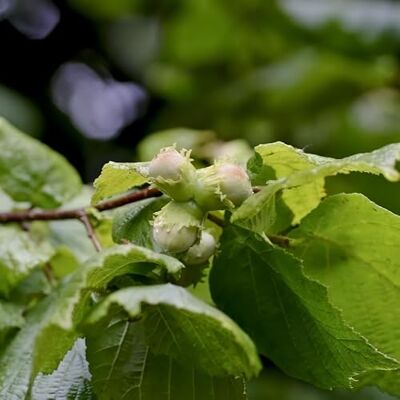 FLEUR NV Noisetier Commun Corylus Avellana 100/120 cm Pot 3l Plante En Pot Floraison Février à Mars Exposition Hauteur 100/120 Cm Exposition Soleil ou Mi-ombre Sol - Publicité FLEUR NV Noisetier Commun Corylus Avellana 100/120 cm Pot 3l Plante En Pot Floraison Février à Mars Exposition Hauteur 100/120 Cm Exposition Soleil ou Mi-ombre Sol - Publicité