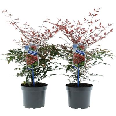 GARDENZO Nandina domestica Obsessed ® Lot de 2 arbustes ornementaux vert hivernal de 30 à 35 cm dans un pot de 17 cm pour jardin, balcon et terrasse - Publicité GARDENZO Nandina domestica Obsessed ® Lot de 2 arbustes ornementaux vert hivernal de 30 à 35 cm dans un pot de 17 cm pour jardin, balcon et terrasse - Publicité
