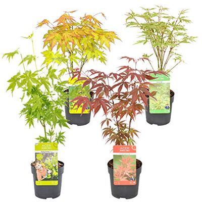 Lot d'érables japonais Groupon - Variétés incluant Orange Dream, Atropurpureum, Butterfly, Going Green - 35cm, Max 200cm - Publicité Lot d'érables japonais Groupon - Variétés incluant Orange Dream, Atropurpureum, Butterfly, Going Green - 35cm, Max 200cm - Publicité
