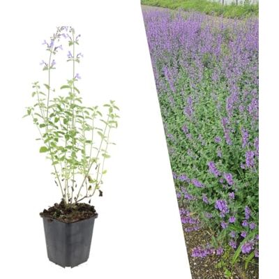 Plants by Frank 12 Plantes de népéta Nepeta ‘Walker’s Low’ Herbe à chat Couvre-sol rustique Fleurs violet foncé Plantes de terrasse et de balcon Plantes d’extérieur Jardin - Publicité Plants by Frank 12 Plantes de népéta Nepeta ‘Walker’s Low’ Herbe à chat Couvre-sol rustique Fleurs violet foncé Plantes de terrasse et de balcon Plantes d’extérieur Jardin - Publicité