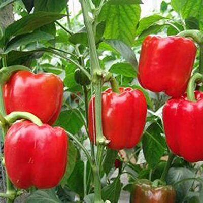 Monnadu Variétés de graines de légumes 150Pcs Graines de poivron doux Potager sain Balcon Bonsaï en pot Plante de bonsaï enfants débutants Jardiniers Cadeau -1# - Publicité Monnadu Variétés de graines de légumes 150Pcs Graines de poivron doux Potager sain Balcon Bonsaï en pot Plante de bonsaï enfants débutants Jardiniers Cadeau -1# - Publicité